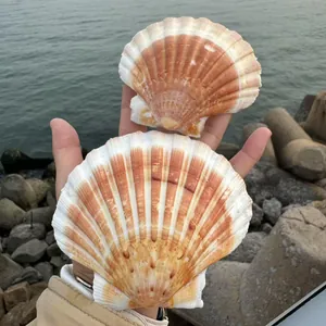 Nahaufnahme von zwei großen natürlichen Jakobsmuscheln in der Hand für DIY-Bastelarbeiten