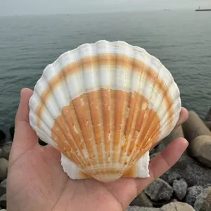 Große natürliche weiße Jakobsmuschel für DIY-Malerei oder Heimdekoration am Strand