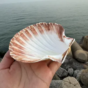 Große natürliche weiße Jakobsmuschel für DIY-Malerei und Heimdekoration am Meer