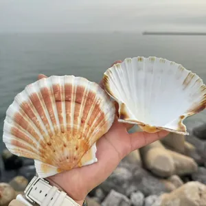 Große natürliche weiße Jakobsmuscheln für Bastelarbeiten und Stranddekorationen zu Hause