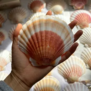 Natural pink queen scallop shell specimen for creative home decoration and gift