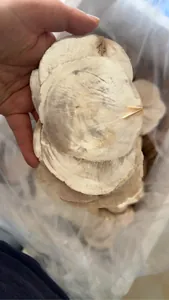 Hand showing detail of large translucent natural mica shells for home and wedding decor