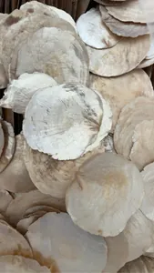 Close-up of natural translucent capiz shells with pearlescent finish for wedding decor