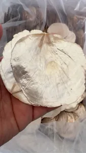 Detailed view of natural translucent round Capiz shell for wedding and home decoration