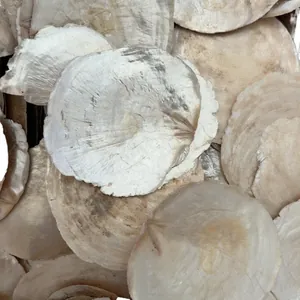 Natural flat round windowpane oyster shells for home decoration and wedding bouquet DIY