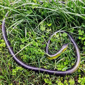Realistic large rubber toy snake simulation in green grass for outdoor prank fun