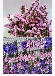 Αποξηραμένες ανθοδέσμες Στάτισε για φυσική διακόσμηση σπιτιού.