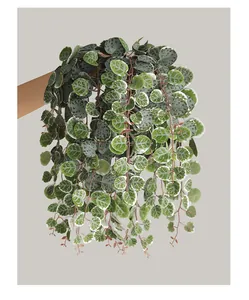 Close-up of artificial hanging money leaf vine with cascading heart-shaped leaves