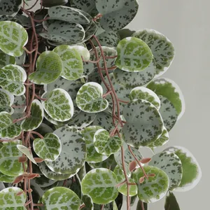 Artificial money leaf vine hanging plant with variegated green heart leaves for decor
