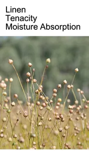 Natural flax plants growing in a field, highlighting the pure raw material of linen fabric