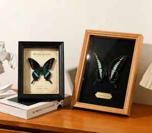 Detailed macro view of real butterfly specimens in black and wooden display frames