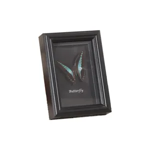 Elegant black wooden shadow box frame featuring a real butterfly specimen with clear glass
