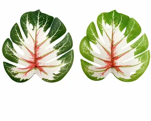 Detail eines künstlichen Monstera-Blattes mit Maßen: 20 cm Länge und 17 cm Breite.
