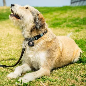 Silenciador de placa para perro de silicona negra con huella de pata al aire libre
