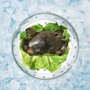Transparent refrigerator food storage box with lid shown on ice for freshness maintenance