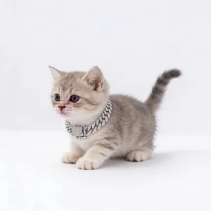 Close-up of iced out Cuban link pet collar with rhinestones on a kitten