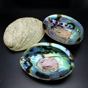 Detalle macro de conchas de abulón azul natural para paisajes de acuarios y regalos