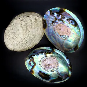 Vista detallada de conchas de abulón azul iridiscente con nácar natural y piedra