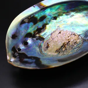 Primer plano de concha de abulón azul iridiscente para decoración acuario