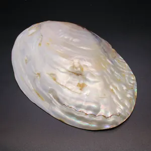 Detalle de una bandeja de nácar natural iridiscente para la exhibición de joyas finas
