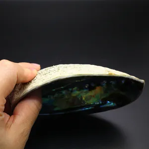 Primer plano de una concha de abulón azul natural con texturas interiores iridiscentes.
