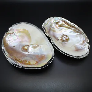 Close-up detail of natural iridescent pearl mussel shells with silver-toned edges.