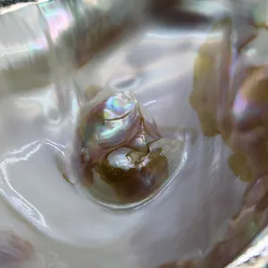 Macro shot of a natural oyster shell showing iridescent textures and a growing pearl.