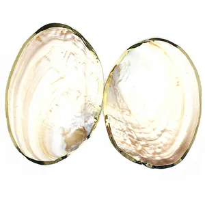 Macro view of two natural freshwater pearl shells featuring elegant gilded gold edges