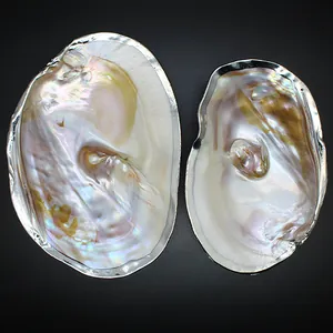 Close-up of natural iridescent pearl shells with elegant silver-plated edges decoration