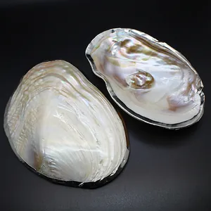 Detailed macro view of natural freshwater pearl shells with elegant silver plated edges