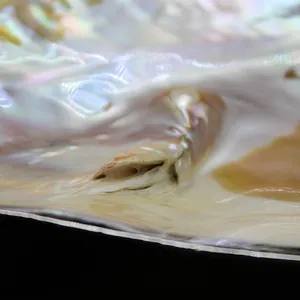 Macro detail of natural iridescent mother-of-pearl shell showing lustrous texture