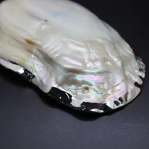 Macro detail of natural pearl oyster shell with polished silver metallic rim.