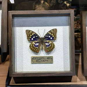 Spécimen de papillon réel exposé dans un cadre de boîte d'ombre en bois de noyer