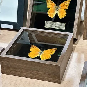 Gros plan d'une boîte d'exposition en noyer avec un véritable spécimen de papillon.