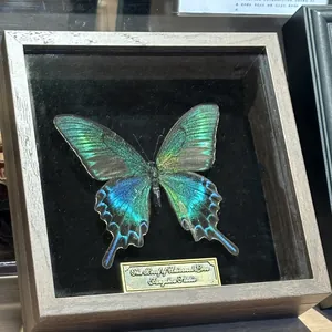 Cadre vitrine profond en bois de noyer contenant un véritable spécimen de papillon décoratif