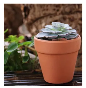 Gros plan d'un mini pot en terre cuite avec une plante succulente en crochet réaliste.