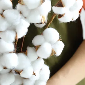 Natural dried cotton flower heads with brown husks for floral arrangements and DIY decor