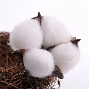 Large natural dried cotton heads for elegant floral arrangements and DIY home decor crafts