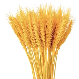 Natural dried golden wheat stalks bouquet for home decor and grand opening ceremonies