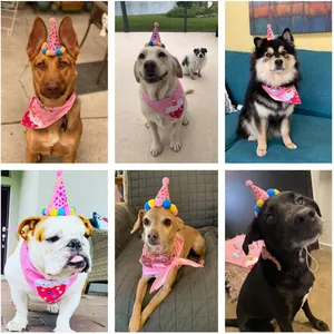 Detail view of various dogs wearing the pink pet birthday hat and bandana set