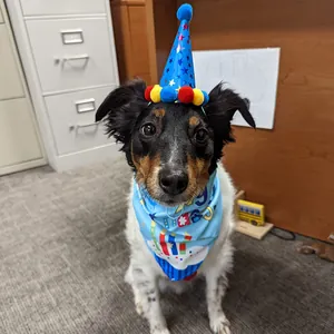 Close-up of a dog wearing a blue birthday hat and bandana for pet party decoration