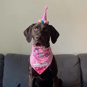 Adorable chocolate dog wearing a pink birthday bandana, party hat, and sequin bow tie set