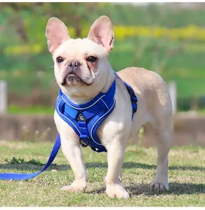 Harnais réfléchissant bleu et respirant pour bouledogue français dans un champ d'herbe.