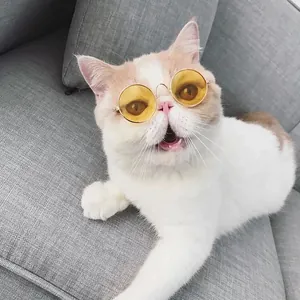 Primo piano di un gatto con occhiali da sole rotondi gialli per animali su divano