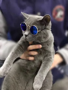 Occhiali da sole rotondi blu per animali domestici su un gatto grigio, accessorio carino.