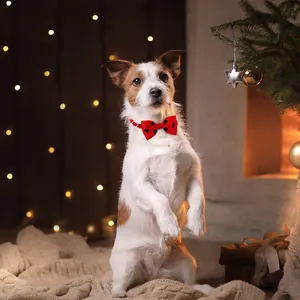 Professional detail shot of a red polka dot pet bowtie collar on a dog in a festive scene