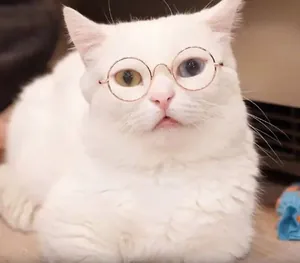 Primo piano di piccoli occhiali tondi in metallo su un gatto bianco eterocromo