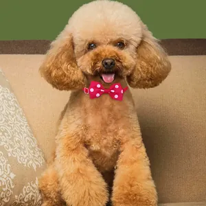 Detailed close-up of a pink polka dot pet bow tie collar worn by a cute poodle