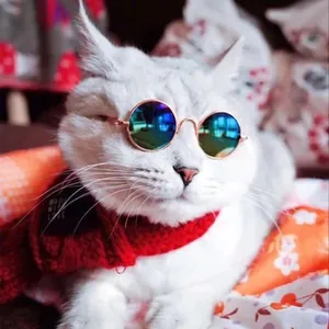 Primo piano di un gatto bianco che indossa mini occhiali da sole rotondi per animali domestici