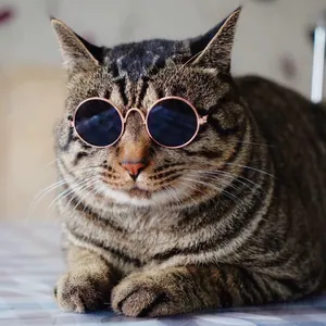 Primo piano di un gatto soriano con eleganti occhiali da sole rotondi per animali